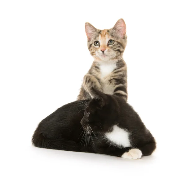 Twee katten op whtie — Stockfoto