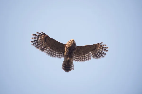 Utesluten owl under flygning — Stockfoto