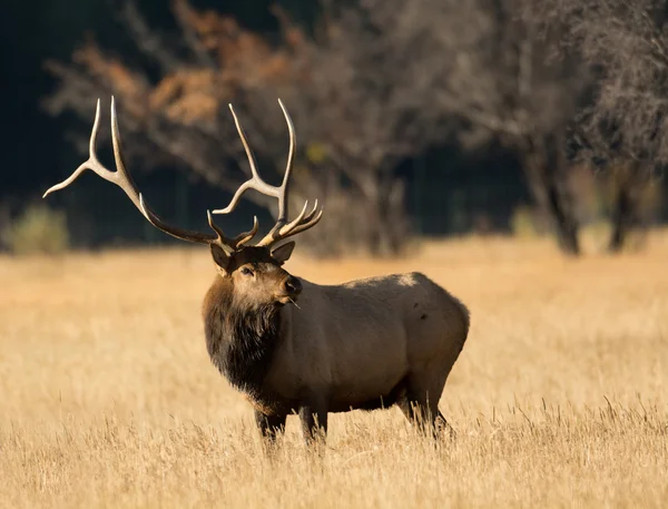 North American elk — Stockfoto