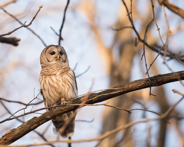 Hibou rayé dans un arbre — Photo