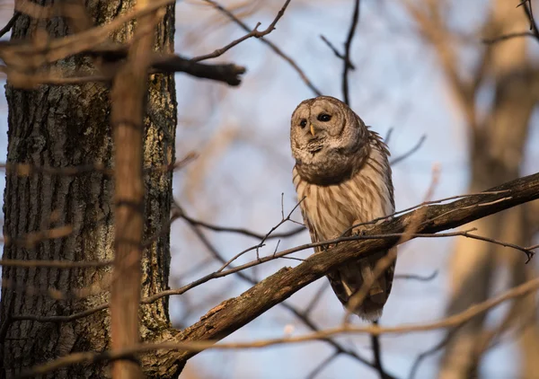 Barred owl in a tree — Stock Photo, Image