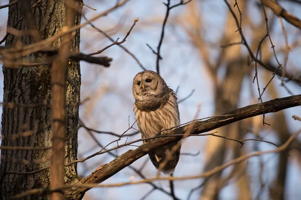 Vergitterte Eule im Baum — Stockfoto