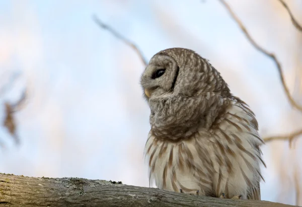 Barred owl in a tree — Stock Photo, Image