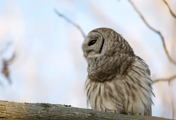 Utesluten owl i ett träd — Stockfoto