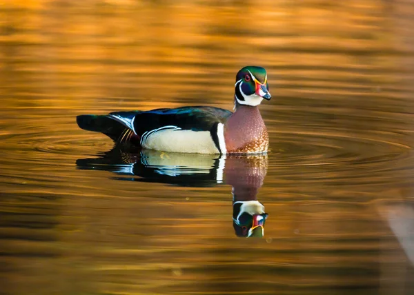 Wood duck ve vodě — Stock fotografie