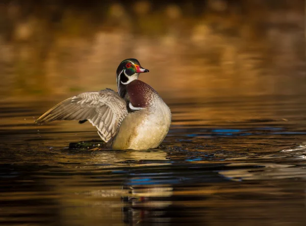 Hout duck zijn vleugels klapperen — Stockfoto