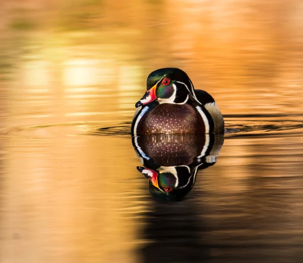 Wood anka i vatten — Stockfoto