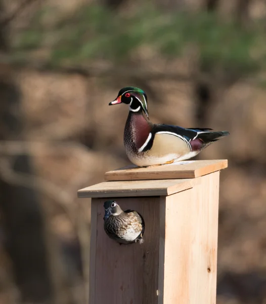 Male and female wood duck — Stock Photo, Image