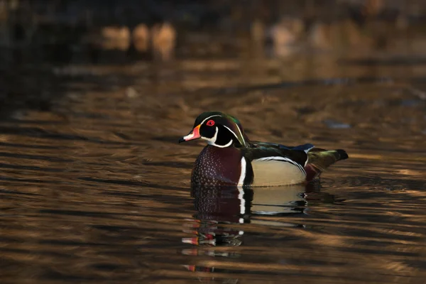 Manliga trä anka — Stockfoto