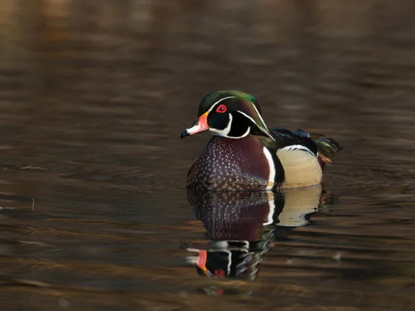 Manliga trä anka — Stockfoto