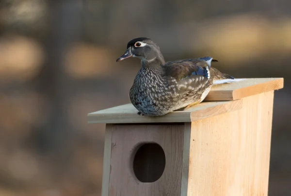 Vrouwelijke hout eend in nestkast — Stockfoto