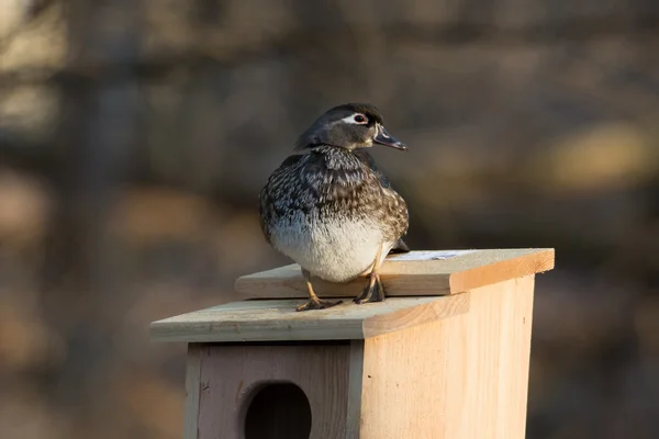 Vrouwelijke hout eend in nestkast — Stockfoto