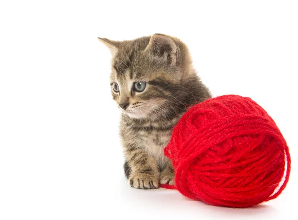 Cute tabby kitten — Stock Photo, Image