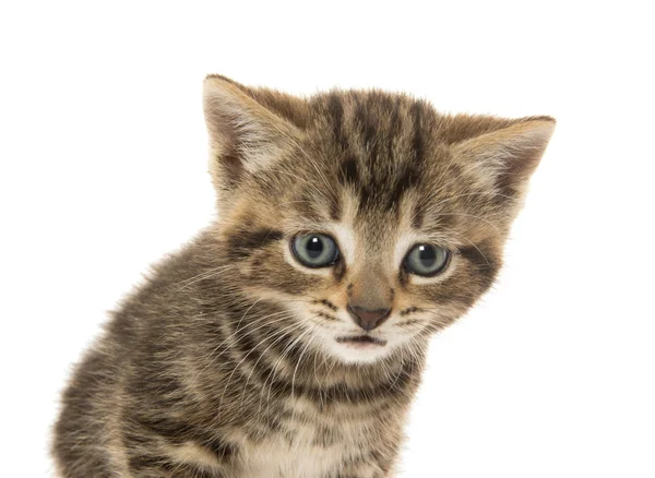 Cute tabby kitten — Stock Photo, Image