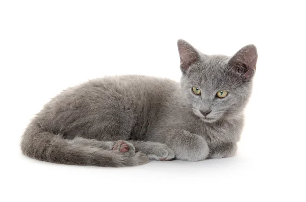 Lindo gatito gris en blanco —  Fotos de Stock