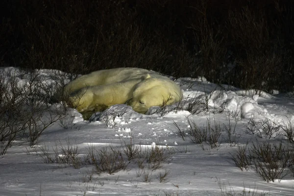 Polar bear sleeping — Stock Photo, Image