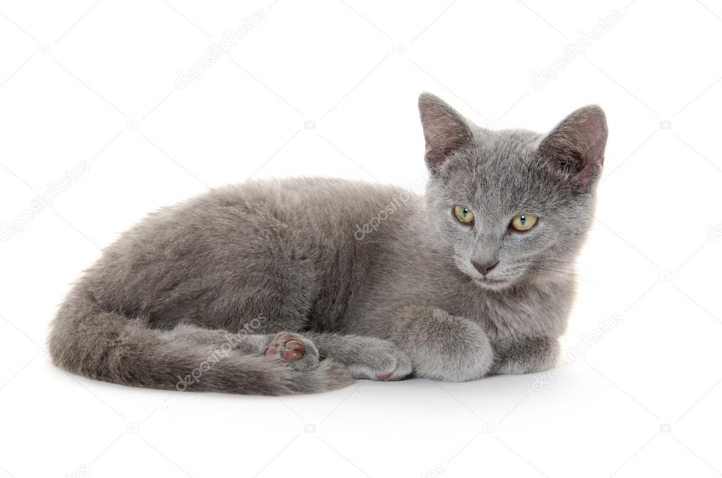 Chaton Gris Mignon Sur Blanc Image Libre De Droit Par Eei Tony C Chaton Gris Mignon Sur Blanc Image Libre De Droit Par Eei Tony C