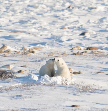 Female polar bear nursng cub clipart