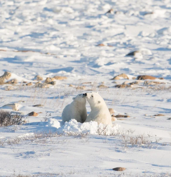 Kvinnliga isbjörn nursng cub — Stockfoto