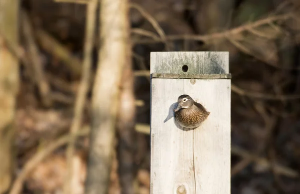 Vrouwelijke hout eend in nestkast — Stockfoto