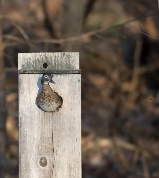 Жіноча деревна качка в коробці гнізда — стокове фото