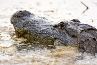 su büyük Amerikan timsah