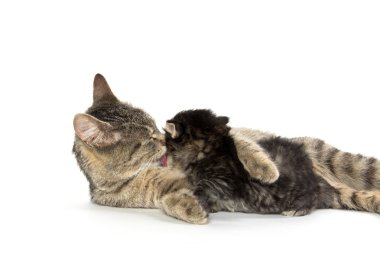 dişi tekir kedi ve yavru kedi