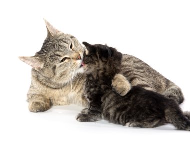 dişi tekir kedi ve yavru kedi