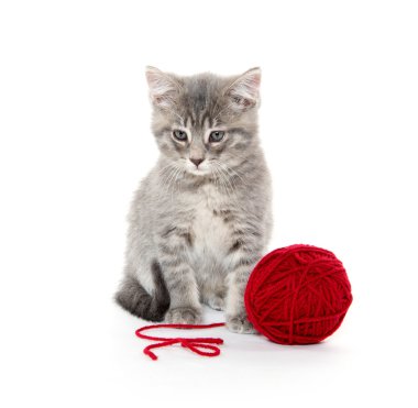 kırmızı iplik ile şirin gri tabby yavru kedi