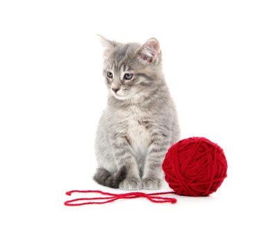 kırmızı iplik ile şirin gri tabby yavru kedi