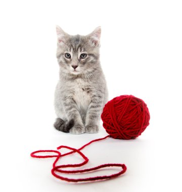 kırmızı iplik ile şirin gri tabby yavru kedi