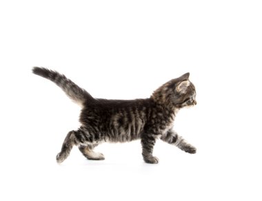 Şirin Bebek tabby yavru kedi beyaz