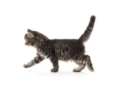 Şirin Bebek tabby yavru kedi beyaz