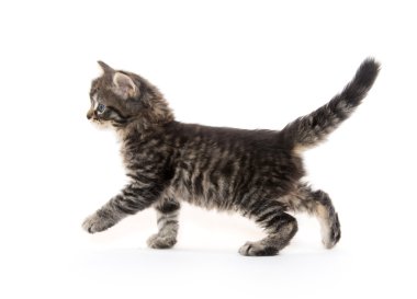 Şirin Bebek tabby yavru kedi beyaz