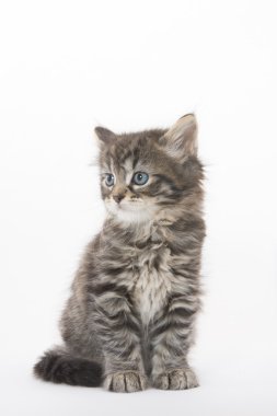 Beyaz arka planda sevimli tekir kedicik