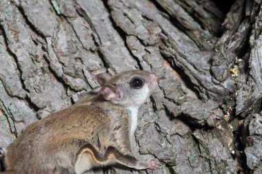fkying sincap bir ağaç üzerinde