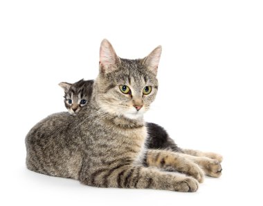 dişi tekir kedi ve yavru kedi