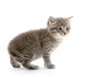 şirin tabby yavru kedi