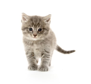 şirin tabby yavru kedi