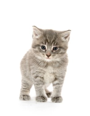 şirin tabby yavru kedi