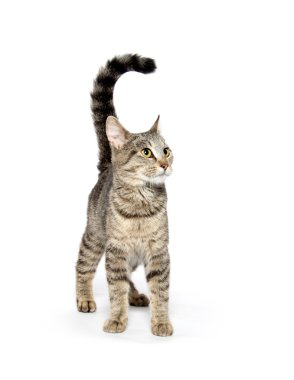 Yetişkin tekir kedi beyaz