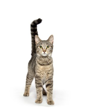 Yetişkin tekir kedi beyaz