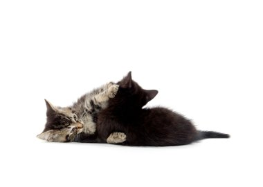 oynayan iki şirin yavru kedi