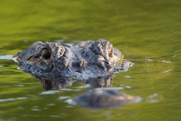 Large American alligator in The water — Stock Photo, Image