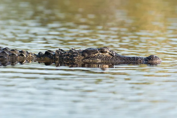 Grote Amerikaanse alligator in het water — Stockfoto
