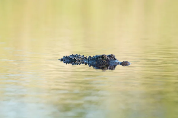Large American alligator in The water — Stock Photo, Image