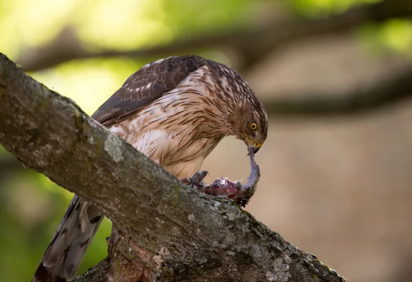 Cooper's hawk livnär sig på fågel — Stockfoto