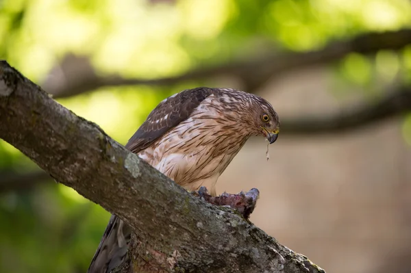 Cooper's hawk livnär sig på fågel — Stockfoto