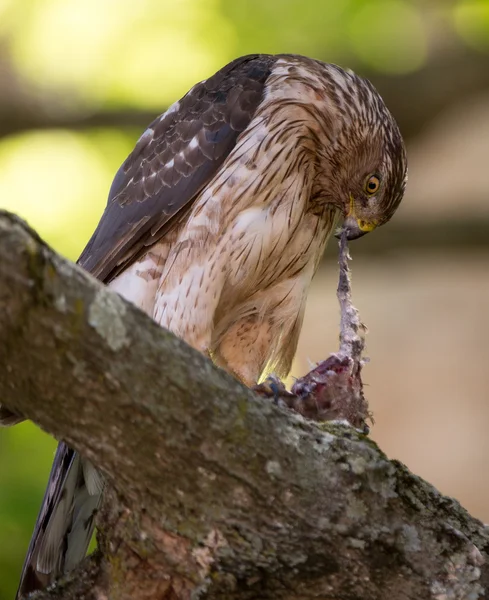 Cooper's hawk feeding on bird — Stock Photo, Image