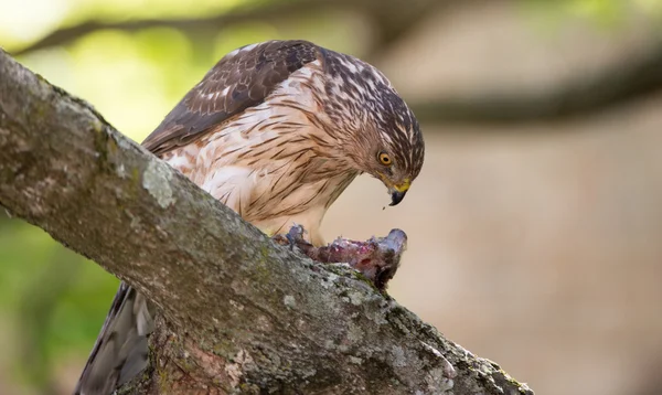 Le faucon de Cooper se nourrit d'oiseaux — Photo